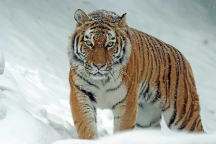 A majestic tiger walks through a snowy landscape in this HD desktop wallpaper and background. The tiger's sharp, striking features contrast with the pristine snow, creating a captivating scene.
