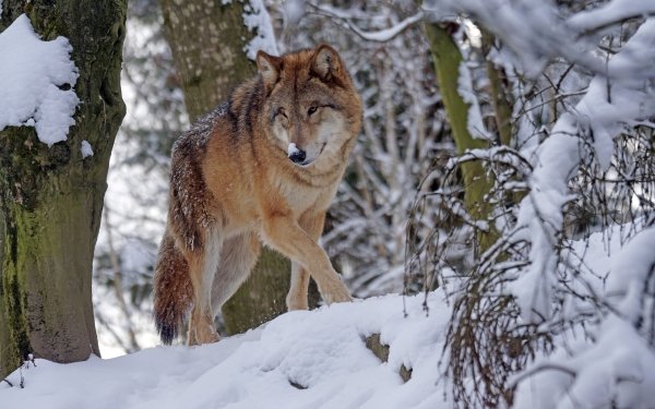 Animal Wolf Wolves Winter Snow HD Wallpaper | Background Image