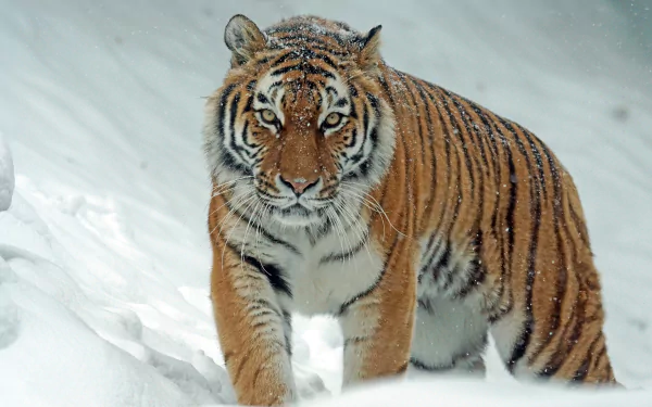 A majestic tiger walks through a snowy landscape in this HD desktop wallpaper and background. The tiger's sharp, striking features contrast with the pristine snow, creating a captivating scene.