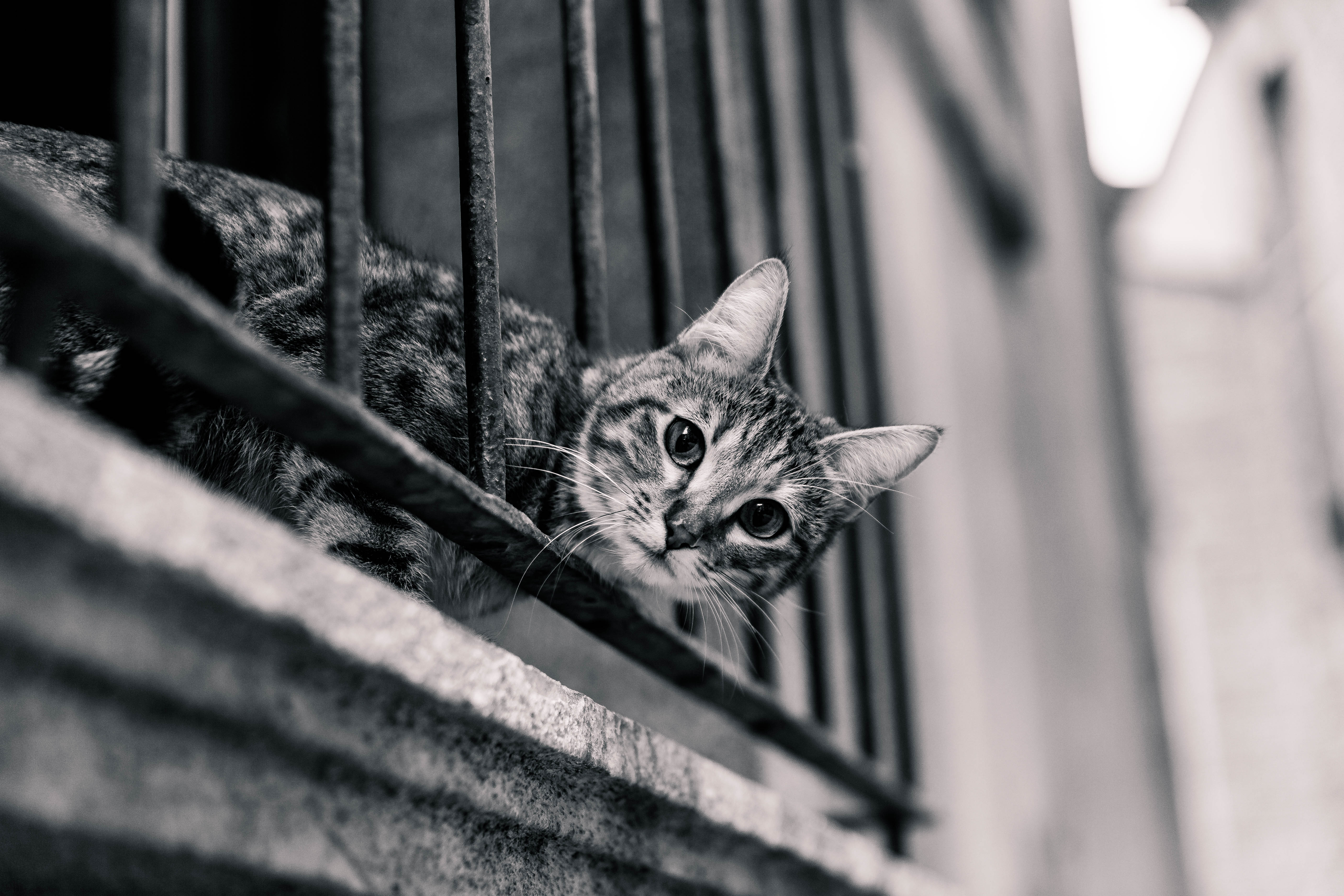 Download Black & White Stare Animal Cat 4k Ultra HD Wallpaper