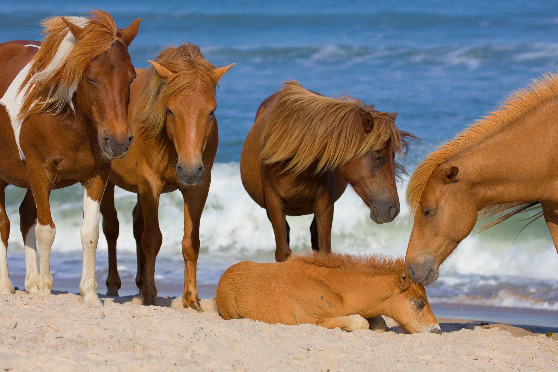 A group of horses stands on a sandy beach by the ocean, with a baby horse lying down. This HD desktop wallpaper captures the serene beach and animal scene.