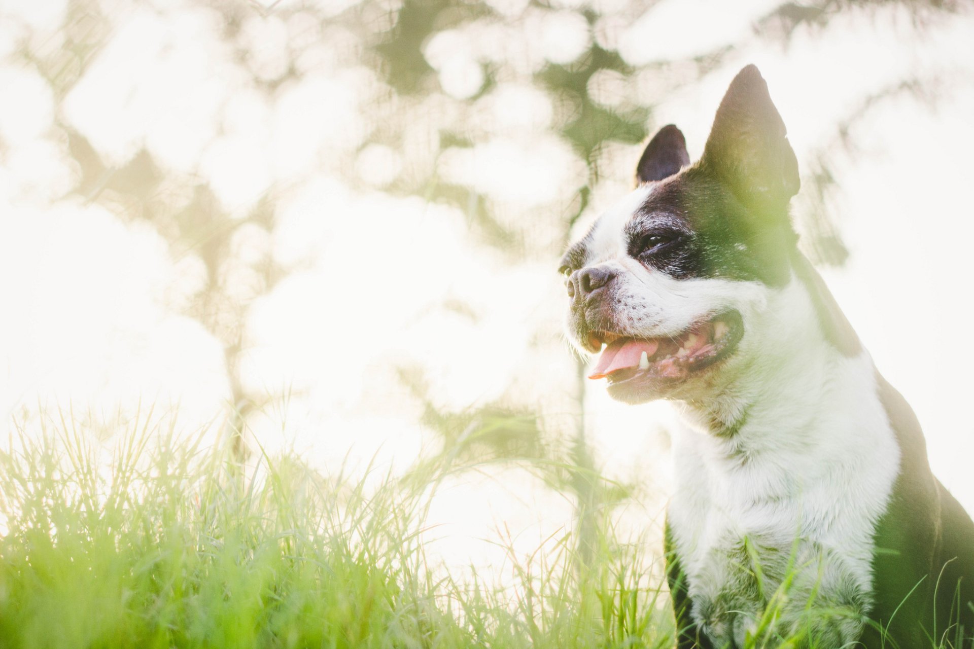 Download Dog Animal Boston Terrier HD Wallpaper by Olizwell