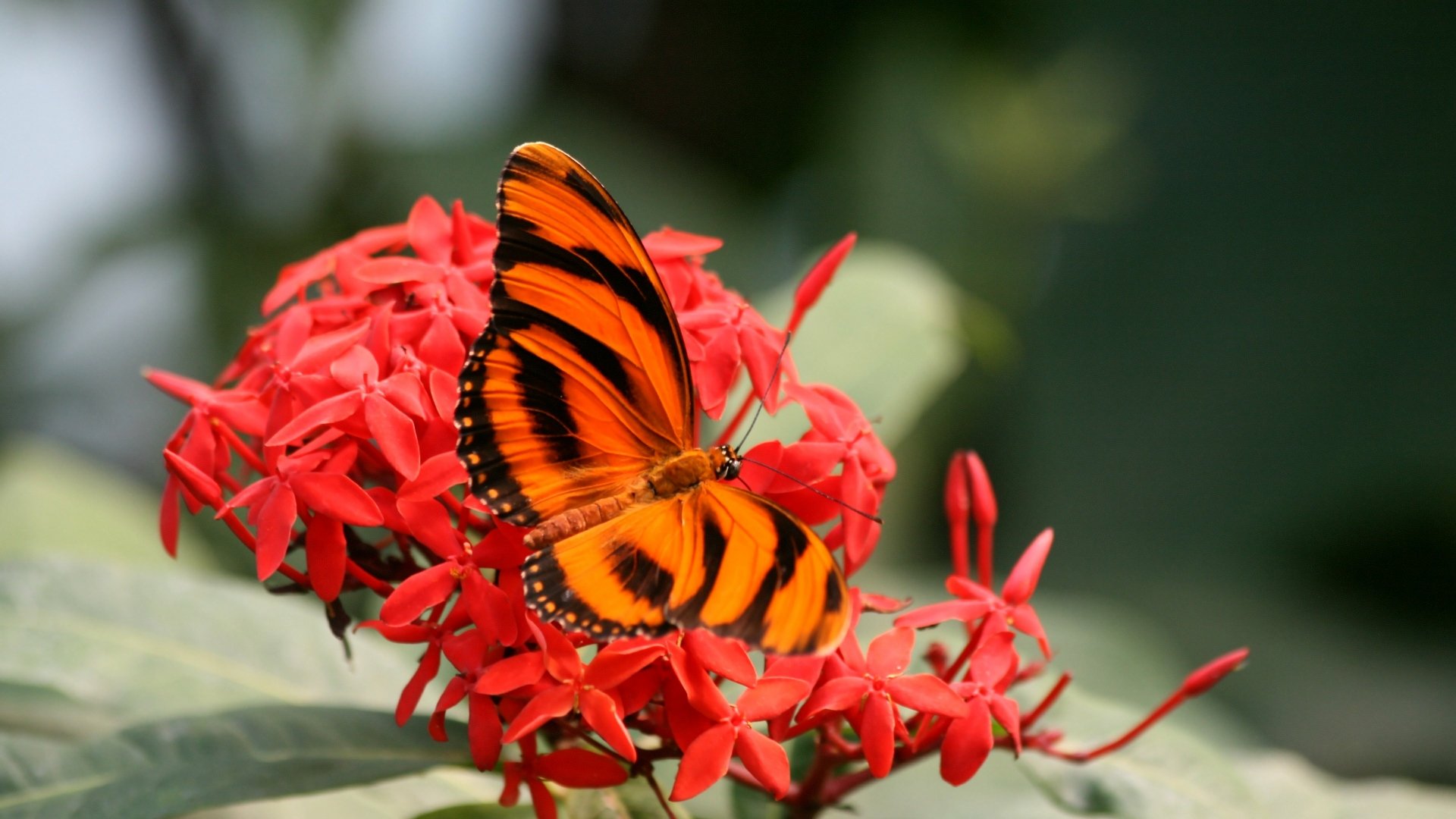 Download Flower Orange (Color) Animal Butterfly 4k Ultra HD Wallpaper