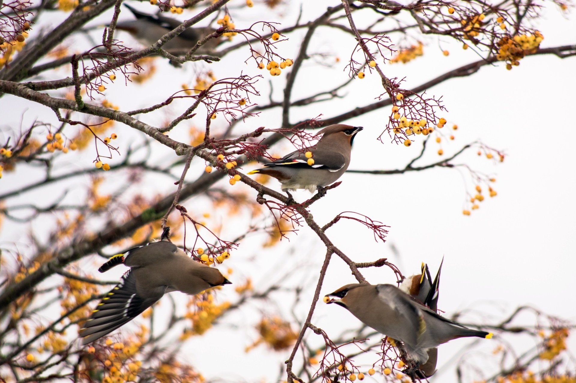 Download Branch Animal Waxwing HD Wallpaper