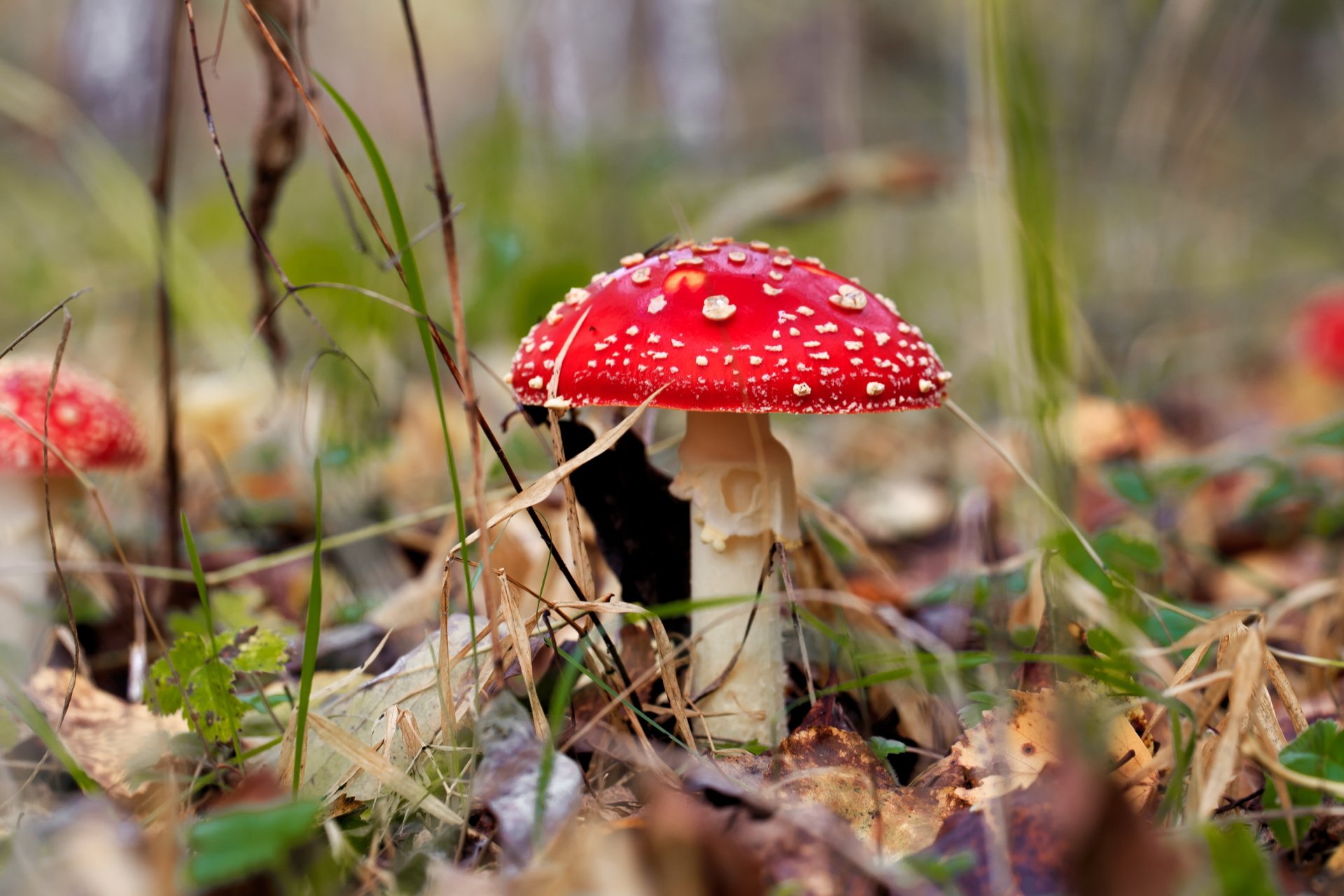 Download Blur Fall Close-up Nature Mushroom HD Wallpaper