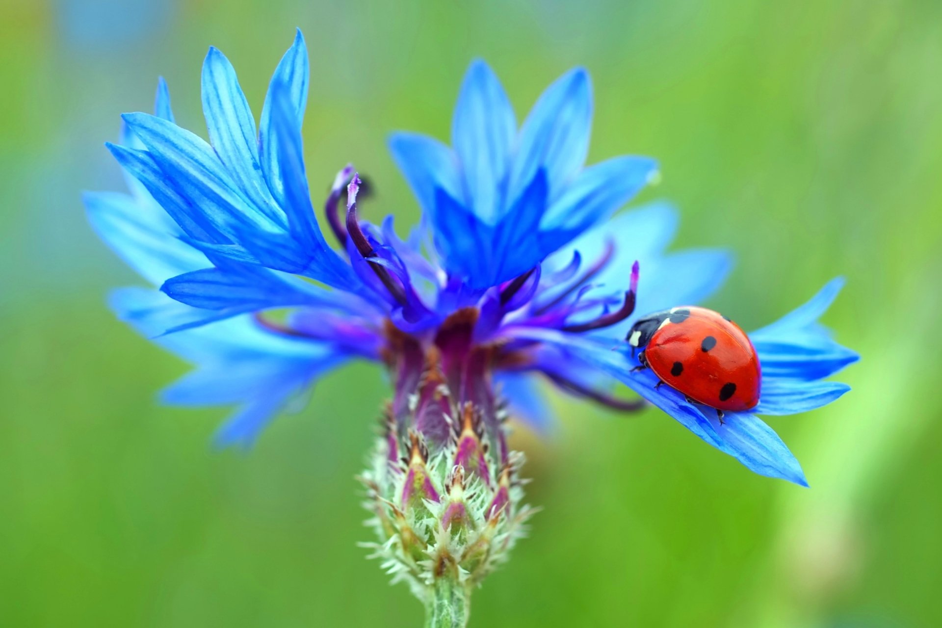 Macro close-up of a red ladybug on a vivid blue cornflower with soft green bokeh, 2K Quad HD PC desktop wallpaper background.