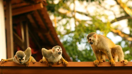 A group of spider monkeys perched on a wooden ledge surrounded by lush greenery, captured in vibrant 4K Ultra HD quality for a PC desktop background.