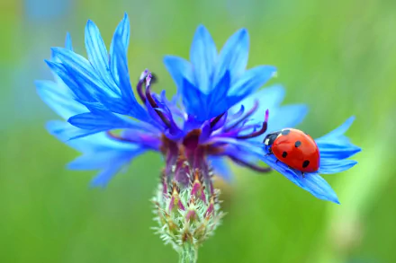 Macro close-up of a red ladybug on a vivid blue cornflower with soft green bokeh, 2K Quad HD PC desktop wallpaper background.