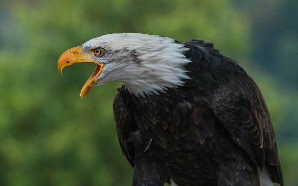beak bird of prey eagle Animal bald eagle HD Desktop Wallpaper | Background Image