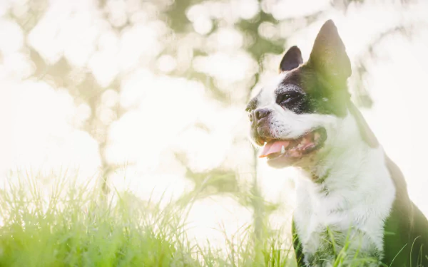 dog Animal Boston Terrier HD Desktop Wallpaper | Background Image