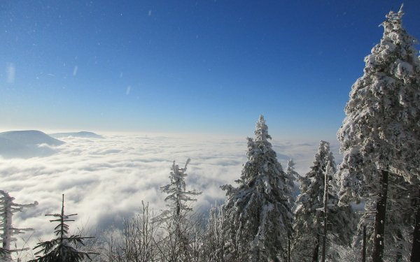 Nature Winter Cloud Snow Landscape Tree HD Wallpaper | Background Image