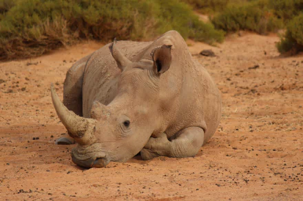  Rhinoceros in South Africa