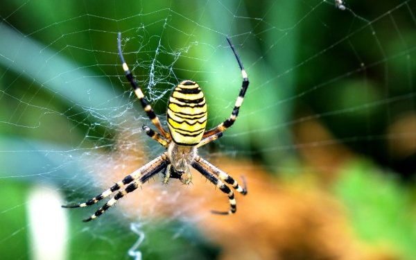 Animal Spider Spiders Spider Web Blur Close-Up Arachnid HD Wallpaper | Background Image