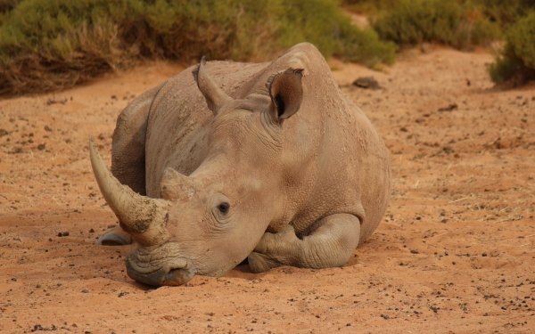 Animal Rhino Rhinoceros Africa Resting HD Wallpaper | Background Image