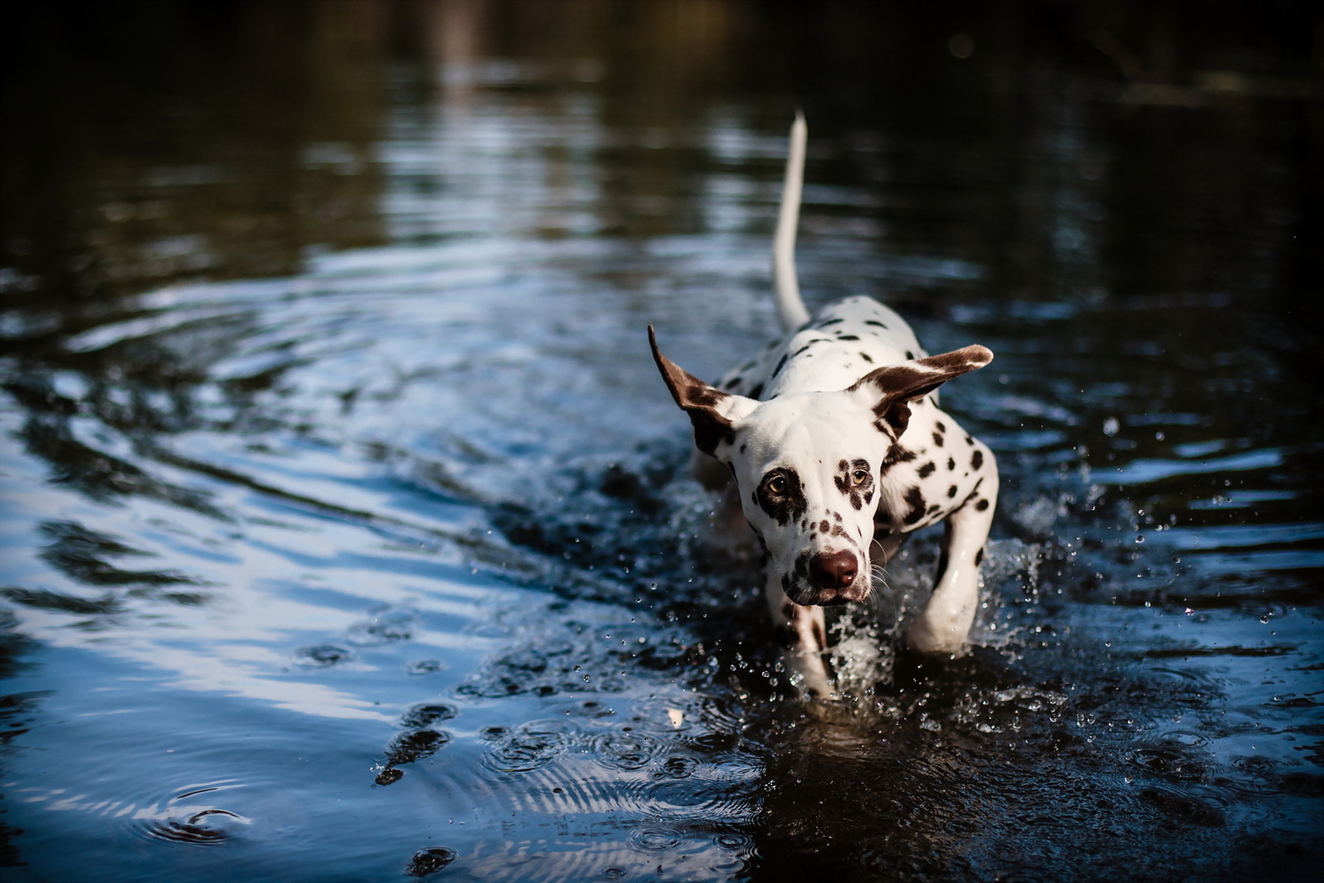 Download Splash Muzzle Water Dog Animal Dalmatian HD Wallpaper