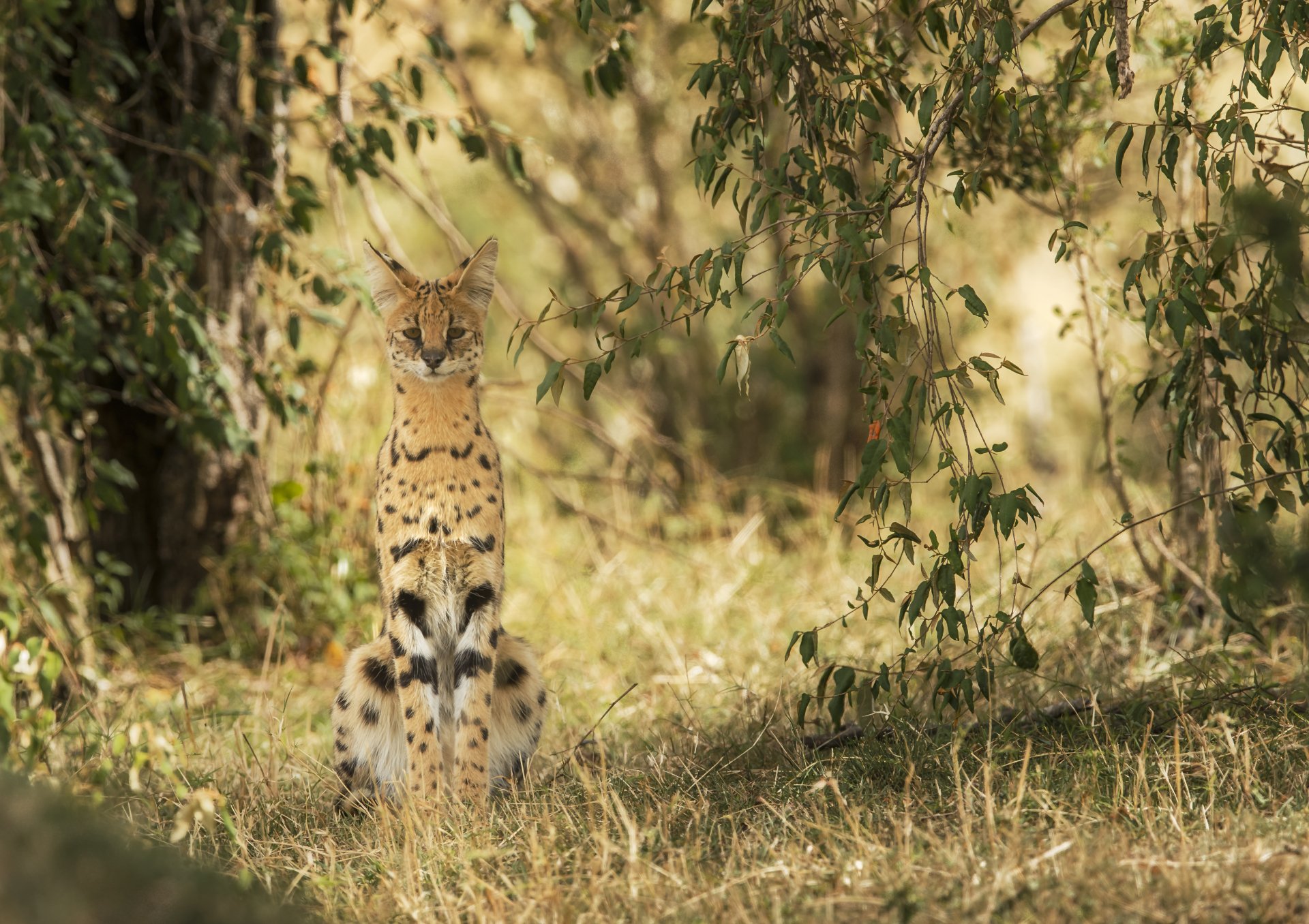 A serval sits alert in tall grass with blurred foliage in the background, captured in sharp depth of field for a 4K Ultra HD PC desktop wallpaper.