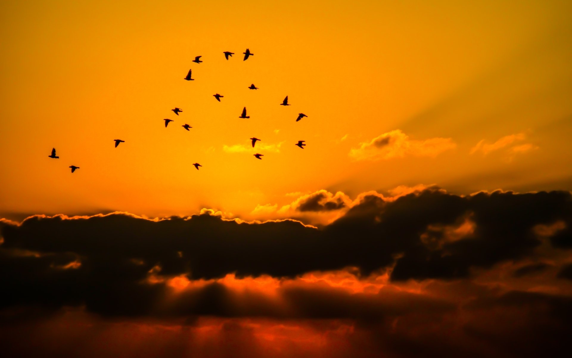Download Flock Of Birds Orange (Color) Bird Cloud Silhouette Sunbeam Sky Nature Sunset 4k Ultra HD Wallpaper