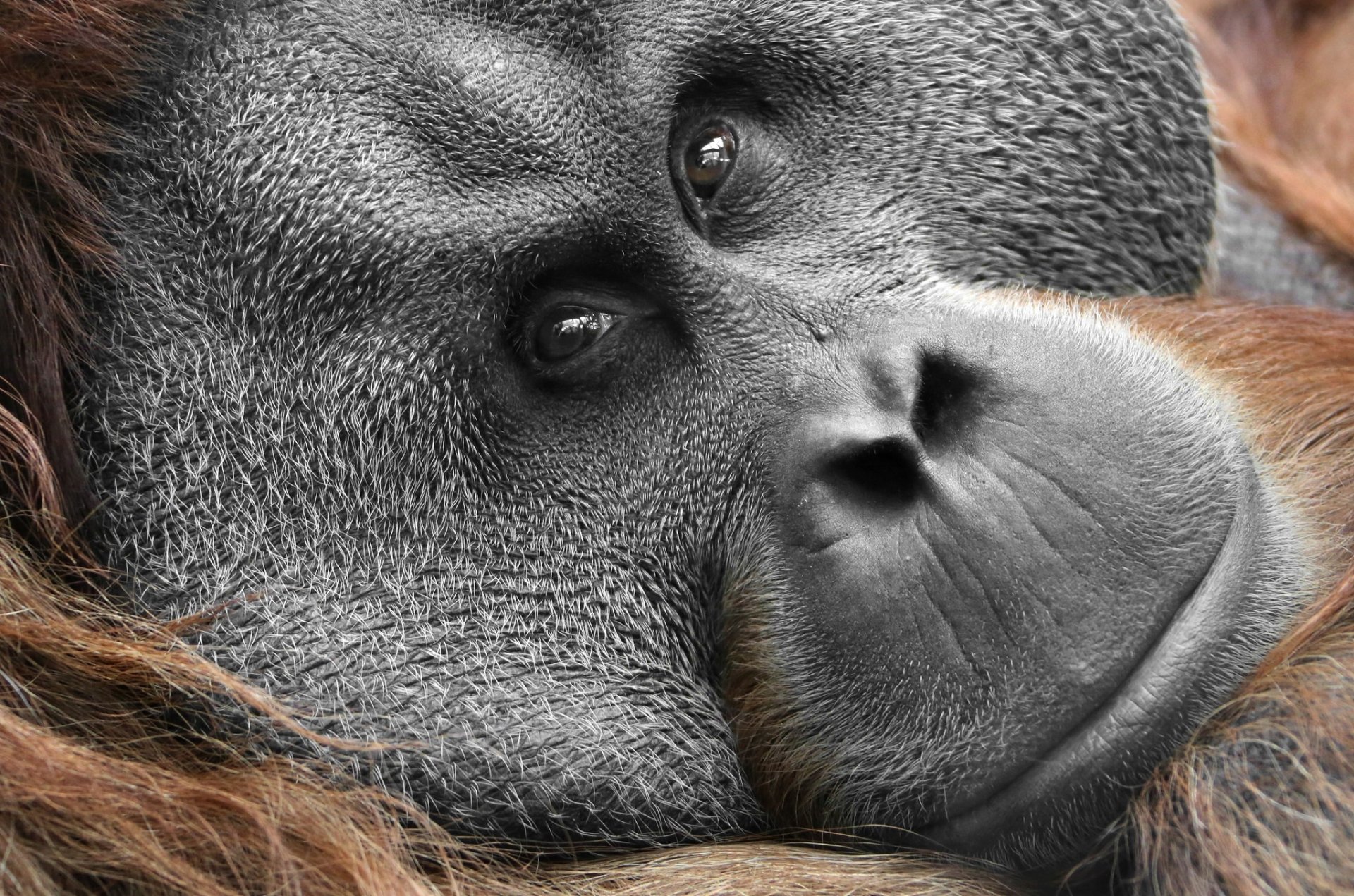 Orangutan HD Wallpaper by Matthias Besant