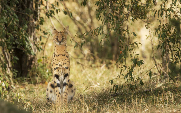 A serval sits alert in tall grass with blurred foliage in the background, captured in sharp depth of field for a 4K Ultra HD PC desktop wallpaper.