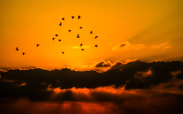 flock of birds orange (Color) bird cloud silhouette sunbeam sky nature sunset HD Desktop Wallpaper | Background Image