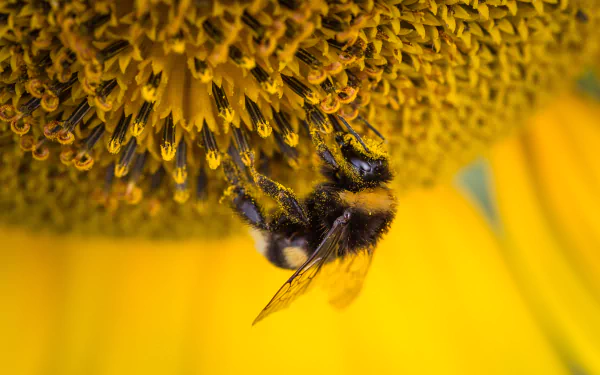 yellow flower macro insect Animal bee HD Desktop Wallpaper | Background Image