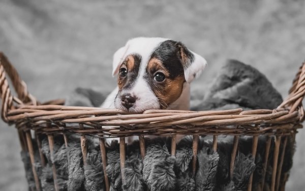 Animal Jack Russell Terrier Dogs Dog Basket Puppy Baby Animal Muzzle HD Wallpaper | Background Image