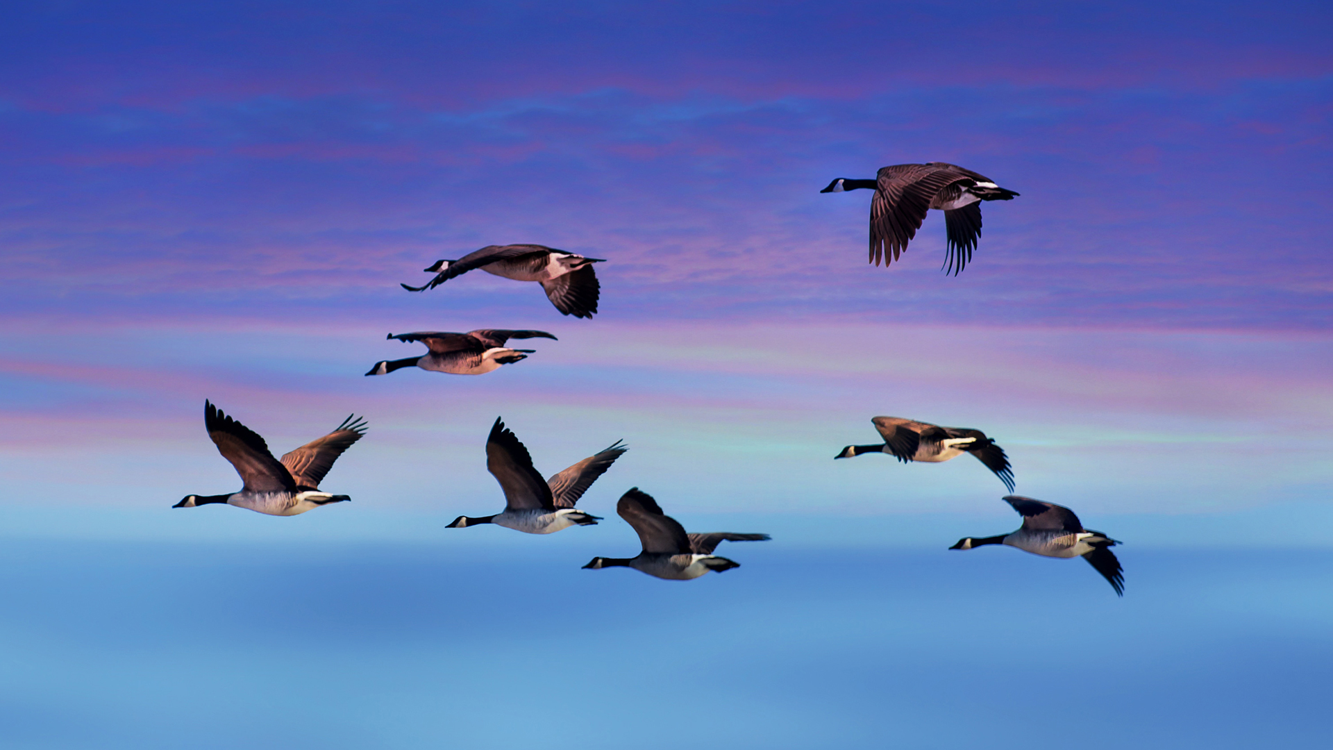 Animal Canada Goose HD Wallpaper | Background Image