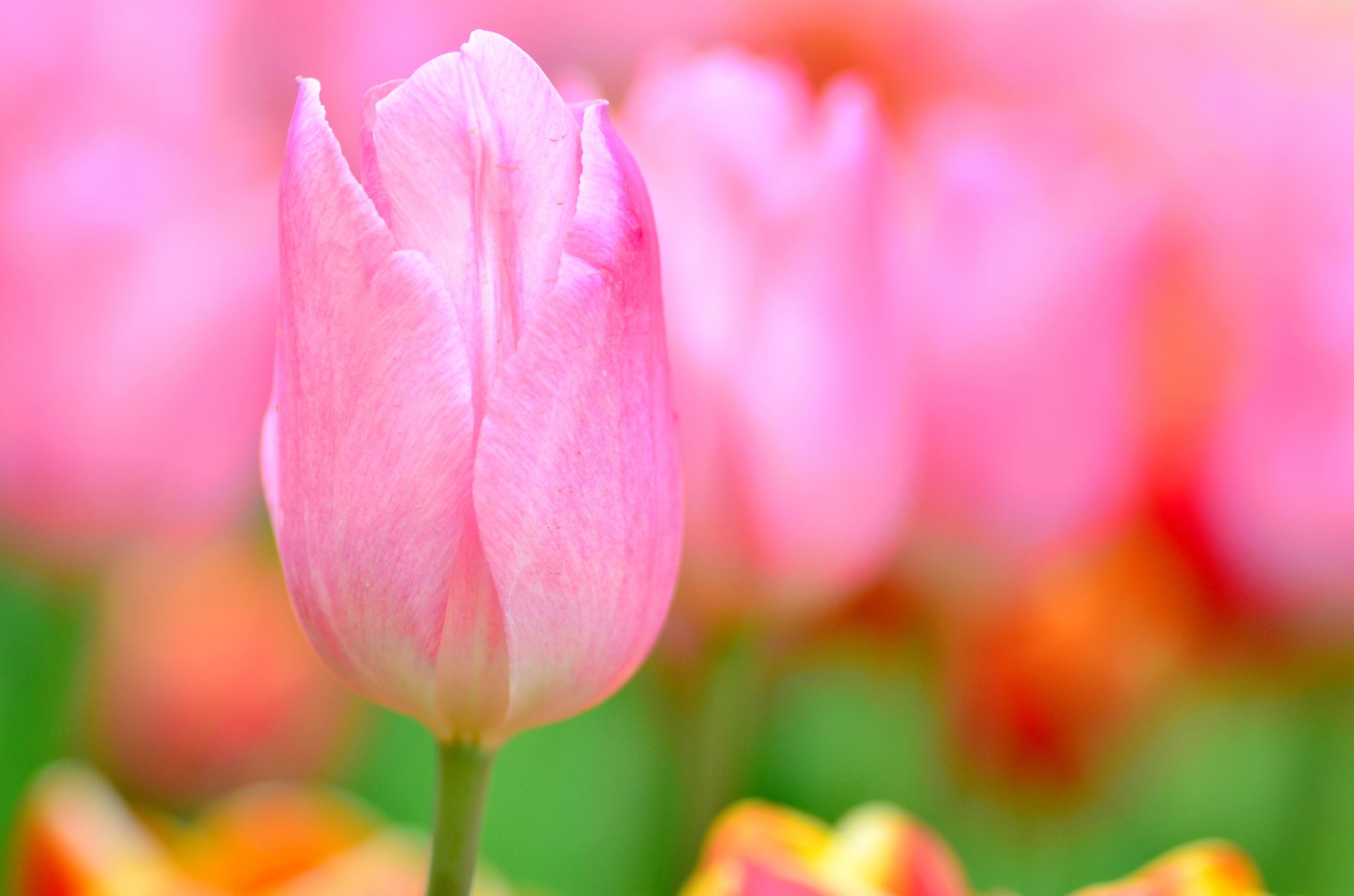 Download Pink Flower Close-up Flower Nature Tulip HD Wallpaper