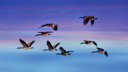 HD PC desktop wallpaper showing a flock of Canada geese flying against a colorful sunset sky.