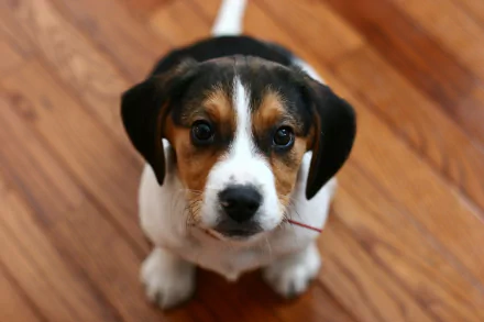 HD wallpaper of a cute beagle puppy with a soft, curious expression, sitting on a wooden floor.