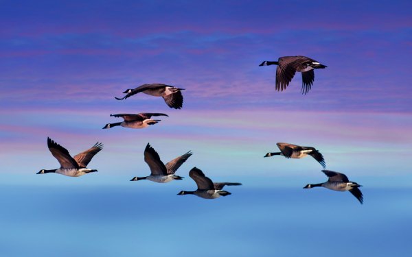 Animal Canada Goose Birds Geese Goose Flying Sky Sunset HD Wallpaper | Background Image