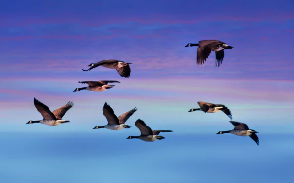 HD PC desktop wallpaper showing a flock of Canada geese flying against a colorful sunset sky.