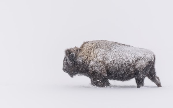 Animal American Bison Snow Snowfall HD Wallpaper | Background Image