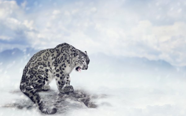 Animal Snow Leopard Cats Snowfall HD Wallpaper | Background Image