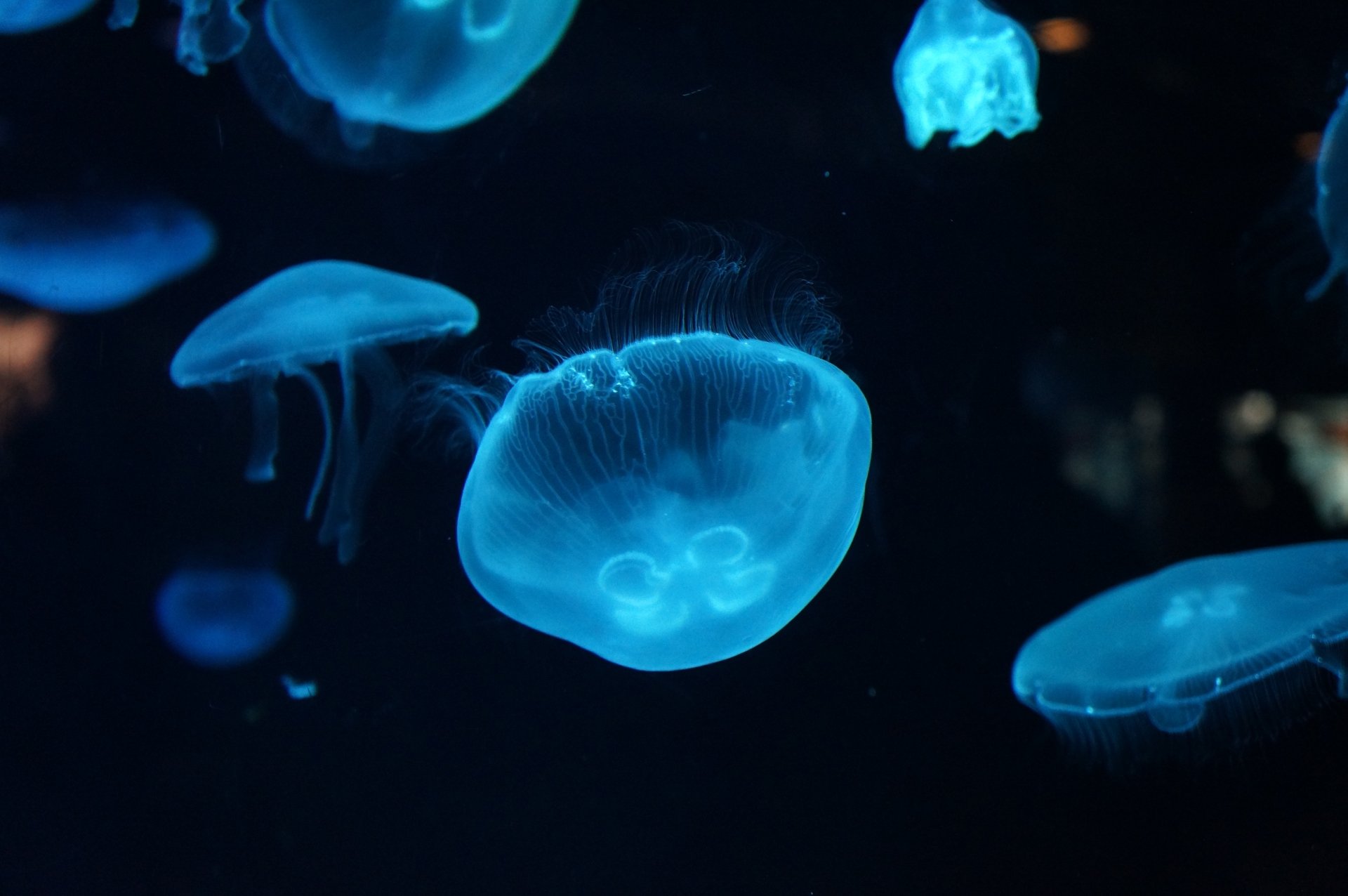 Download Blue Underwater Animal Jellyfish 4k Ultra HD Wallpaper