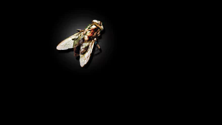 movie The Fly (1986) HD Desktop Wallpaper | Background Image
