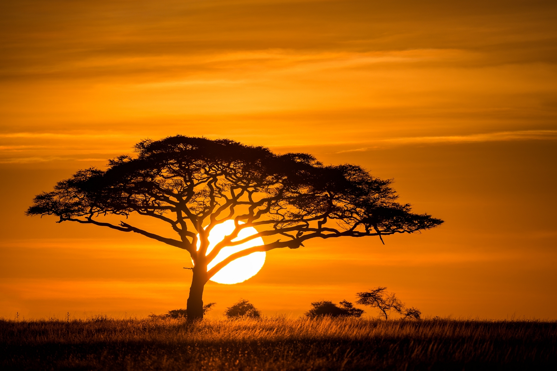 Download Sun Orange (Color) Silhouette Tree Nature Sunset HD Wallpaper