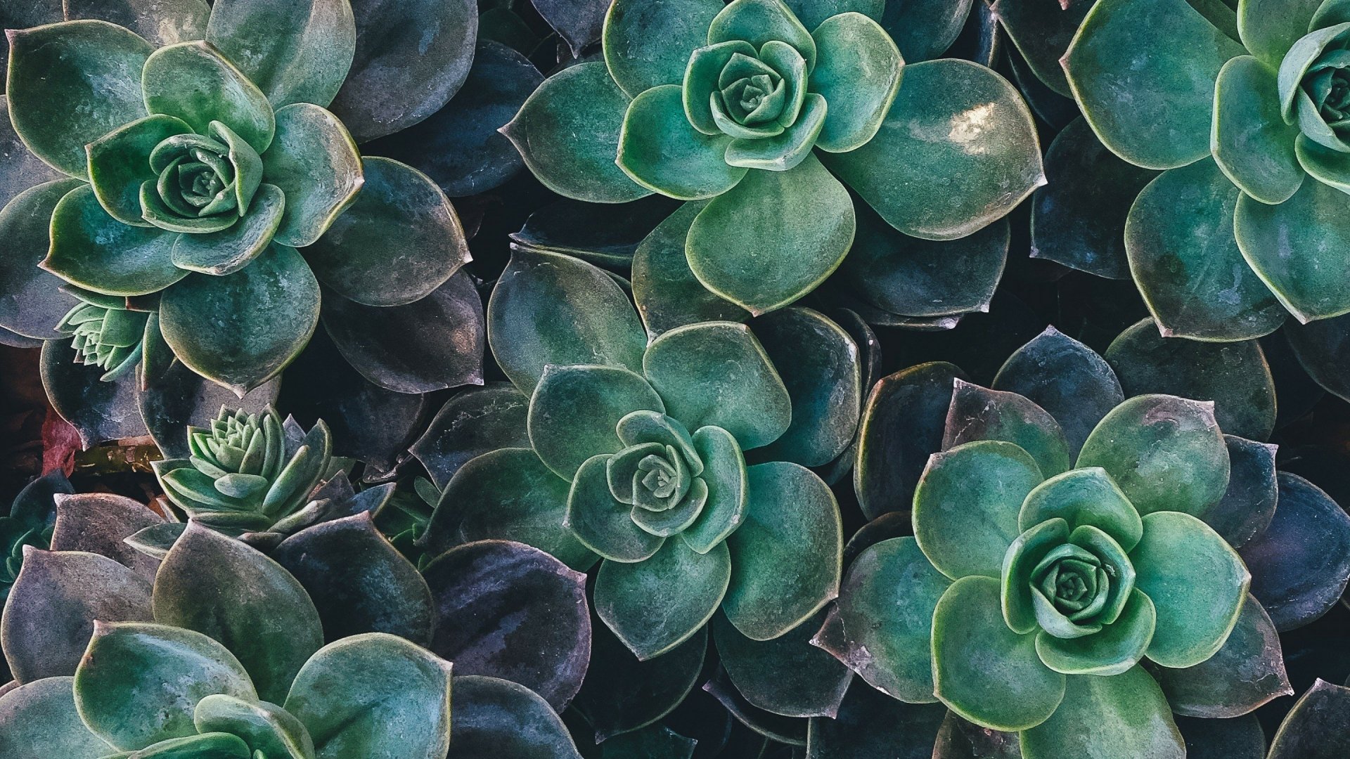 HD desktop wallpaper featuring a vibrant close-up of lush Aonium plants, showcasing their intricate patterns and natural beauty. A perfect nature background highlighting the elegance of these green succulents.