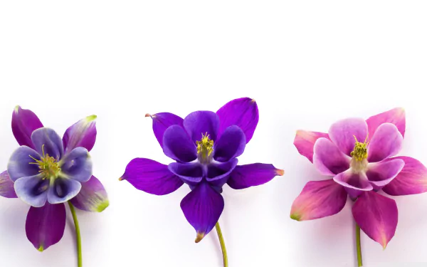  Columbine Flowers
