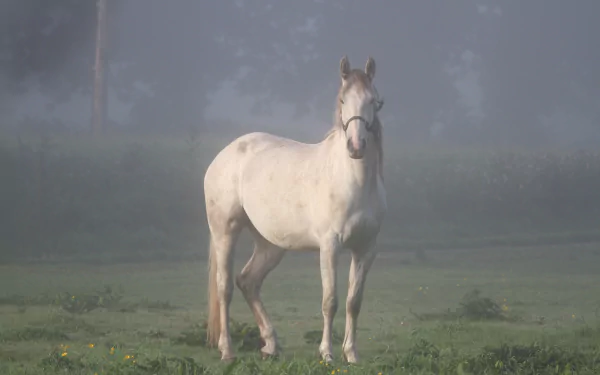 A white horse stands in a foggy field, captured in stunning 4K Ultra HD clarity as a serene PC desktop wallpaper background.