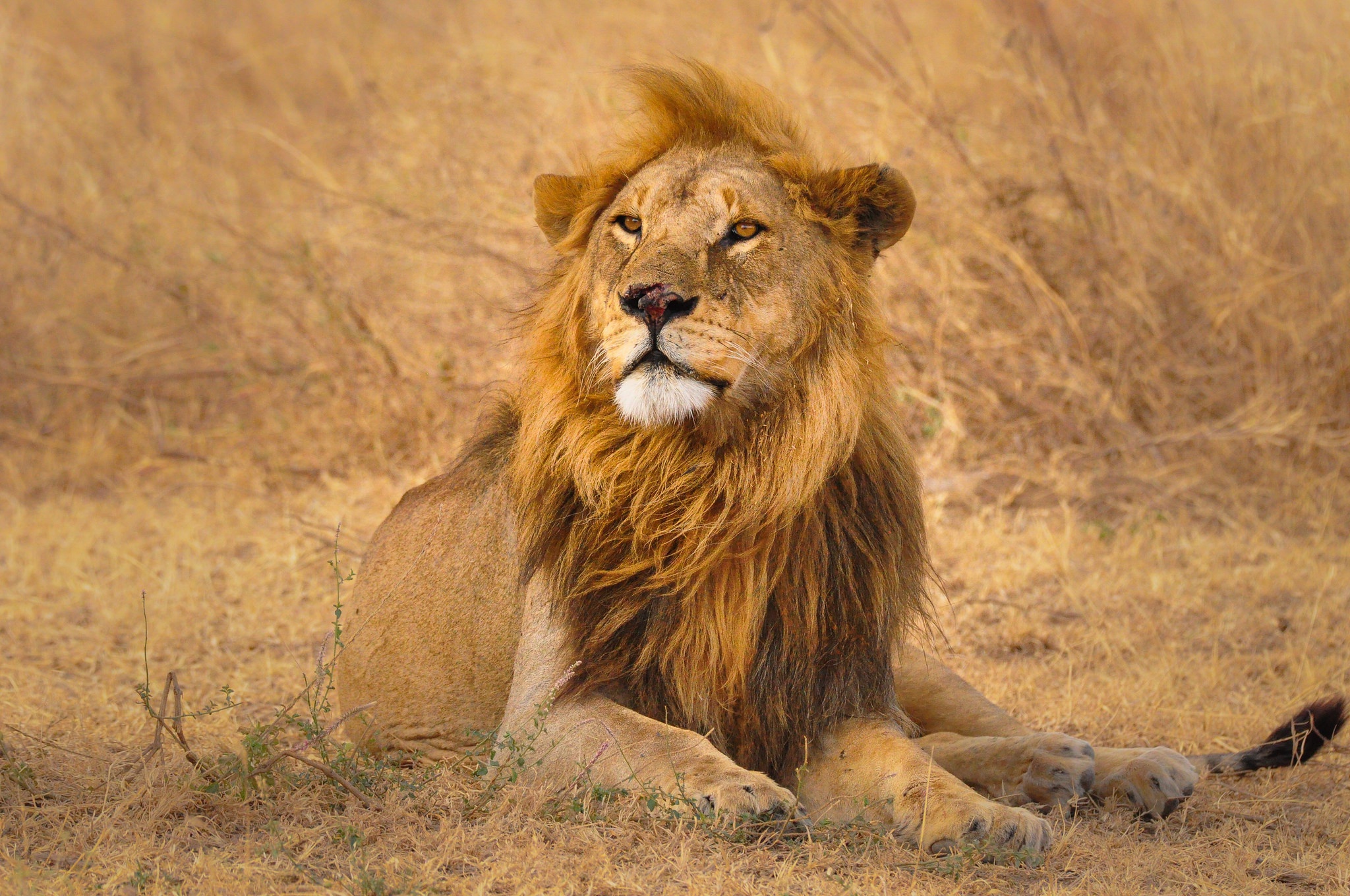 409 Gir Lion Stock Photos - Free & Royalty-Free Stock Photos from Dreamstime
