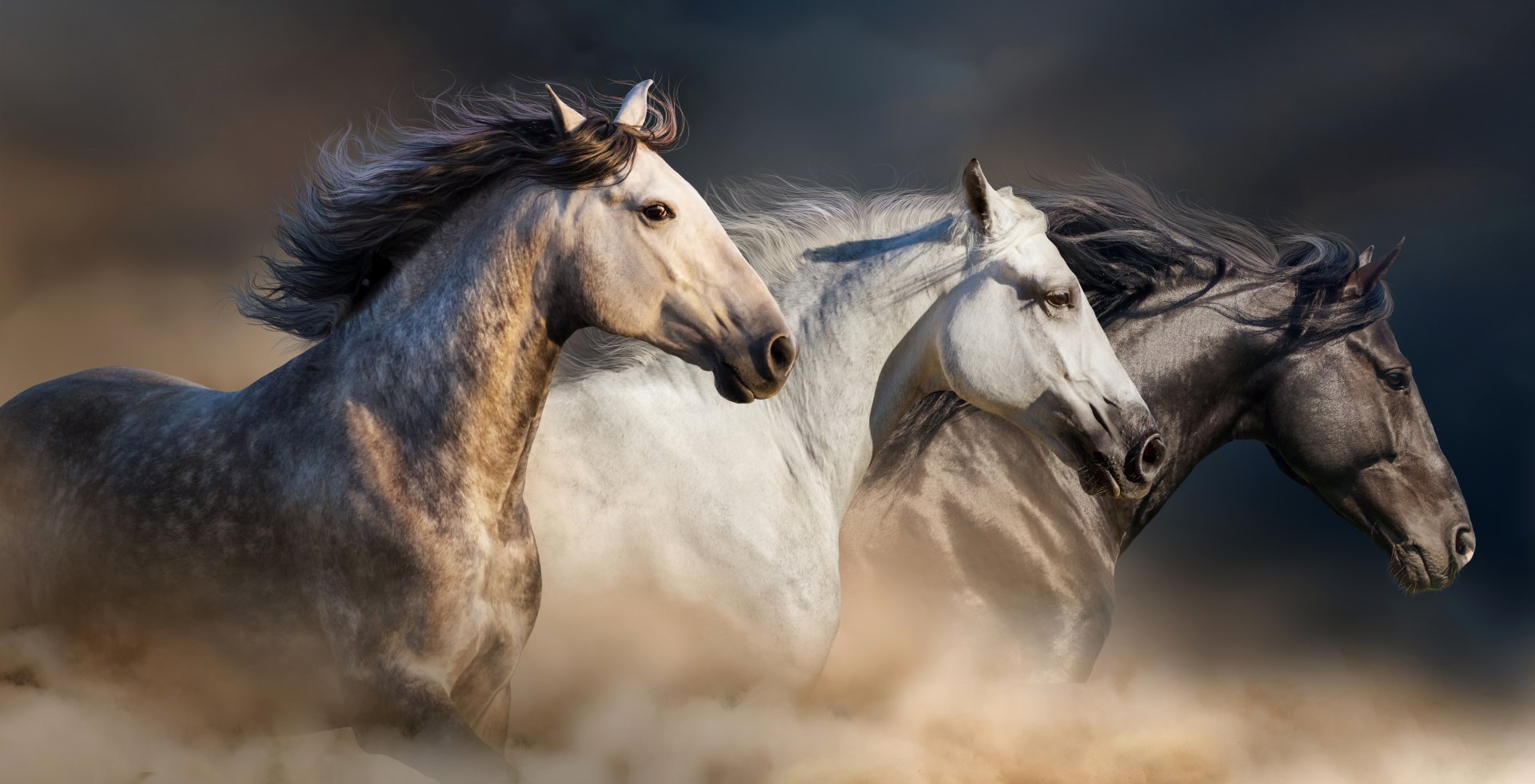 Download Animal Horse 4k Ultra HD Wallpaper
