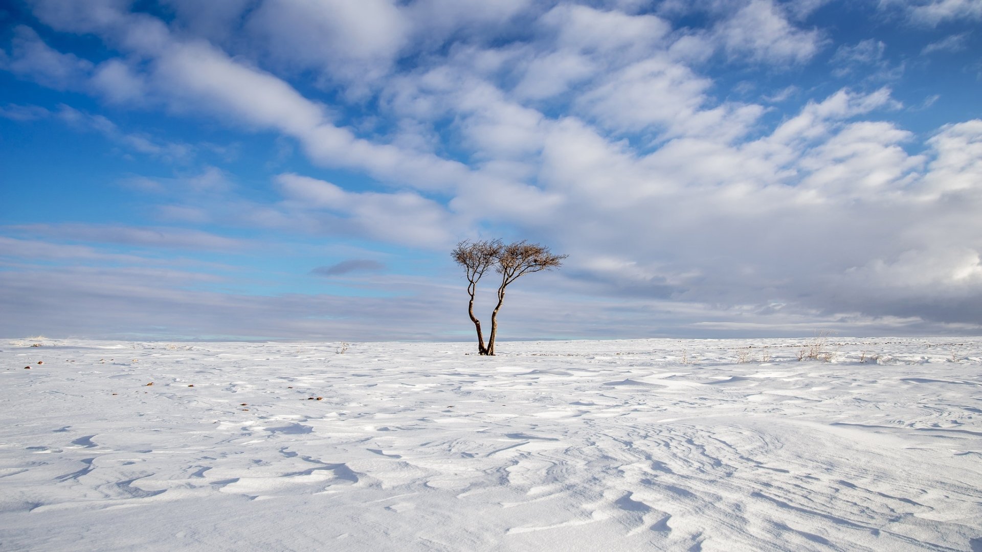 Download Cloud Horizon Lonely Tree Snow Winter Nature Tree HD Wallpaper ...