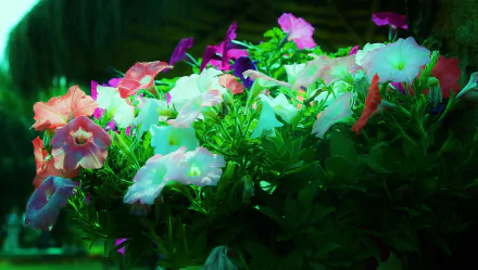 Vibrant cluster of colorful blooming flowers and lush green foliage, presented as a 5K Ultra HD PC desktop wallpaper and background.