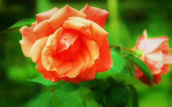 Earth Rose Flowers Flower Nature Orange Flower HD Wallpaper | Background Image