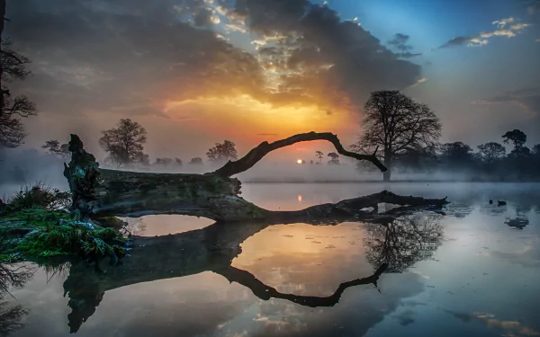 A tranquil lake at sunset with fog, featuring a mossy log and tree silhouettes reflected in the calm water. This nature scene is captured in HD, making it a stunning desktop wallpaper background.
