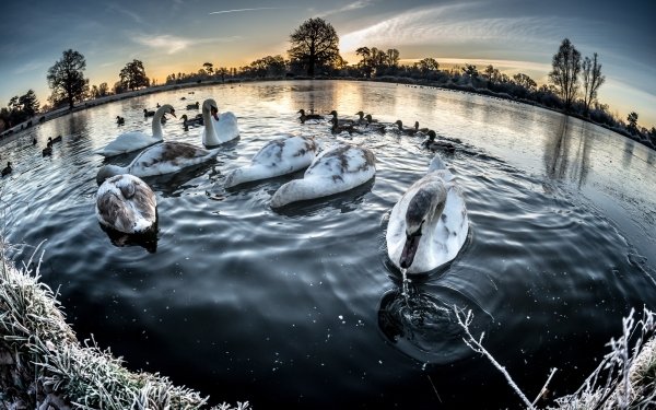 Animal Swan Birds Swans Bird Lake Fisheye HD Wallpaper | Background Image