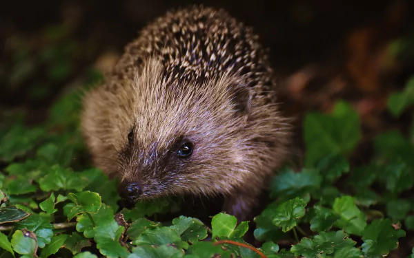 Animal hedgehog HD Desktop Wallpaper | Background Image