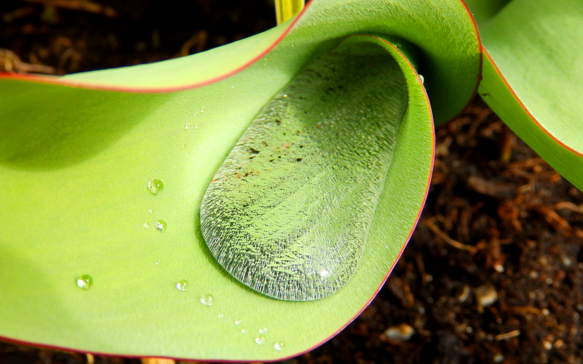 Close-up of a green plant with water droplets resting on its smooth, curved leaves, showcasing nature's detail in an HD desktop wallpaper background.