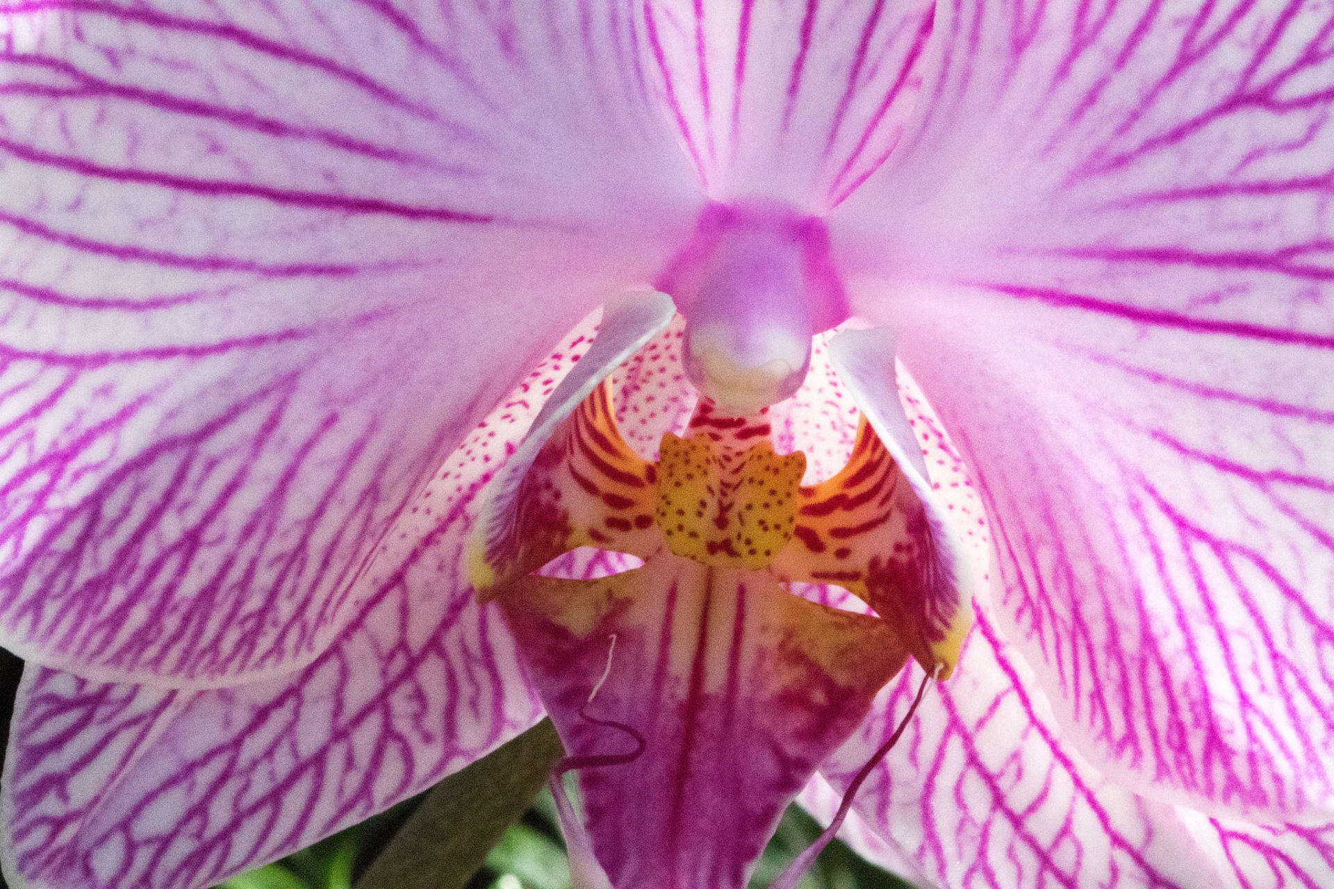 Download Pink Flower Macro Flower Nature Orchid HD Wallpaper